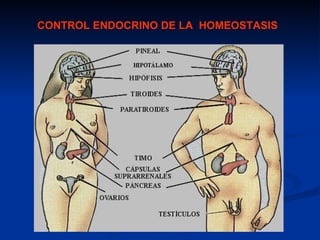 CONTROL ENDOCRINO DE LA HOMEOSTASIS
 