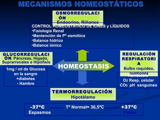 OSMORREGULACI
                              ÓN
                             Endocrino, Riñones
               CONTROL HOMEÓSTATICO DE IONES y LÍQUIDOS
               •Fisiología Renal
               •Mantención de Pº osmótica
               •Balance hídrico
               •Balance iónico

GLUCORREGULACI                                       REGULACIÓN
 ÓN Páncreas, Hígado,                                RESPIRATORI
Suprarrenales e Hipófisis                                    A
  1mg / ml de Glucosa        HOMEOSTASIS              Bulbo raquideo,
     en la sangre                                        pulmones
                                                        Hematosis
       +diabetes                                     O2 Resp. celular
       - Hambre                                     CO2 pH sanguíneo
                            TERMORREGULACIÓN
                                 Hipotálamo

              -37ºC             Tº Normal= 36,5ºC   +37ºC
             Espasmos                                Fiebre
 