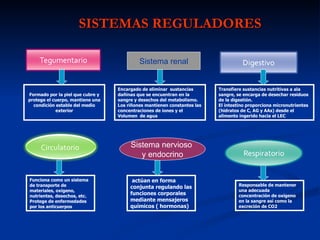 SISTEMAS REGULADORES

                                           Sistema renal


                                  Encargado de eliminar sustancias       Transfiere sustancias nutritivas a ala
Formado por la piel que cubre y   dañinas que se encuentran en la        sangre, se encarga de desechar residuos
protege el cuerpo, mantiene una   sangre y desechos del metabolismo.     de la digestión.
  condición estable del medio     Los riñones mantienen constantes las   El intestino proporciona micronutrientes
            exterior              concentraciones de iones y el          (hidratos de C, AG y AAs) desde el
                                  Volumen de agua                        alimento ingerido hacia el LEC




     Circulatorio                      Sistema nervioso
                                          y endocrino


Funciona como un sistema                actúan en forma
de transporte de                                                                 Responsable de mantener
                                       conjunta regulando las
materiales, oxigeno,                                                             una adecuada
nutrientes, desechos, etc.
                                       funciones corporales                      concentración de oxígeno
Protege de enfermedades                mediante mensajeros                       en la sangre así como la
por los anticuerpos                    químicos ( hormonas)                      excreción de CO2
 