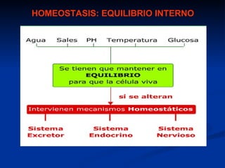 HOMEOSTASIS: EQUILIBRIO INTERNO
 