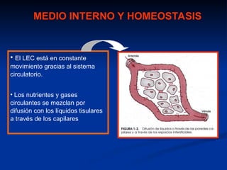 homeostasisymediointernomedicinaexce.ppt