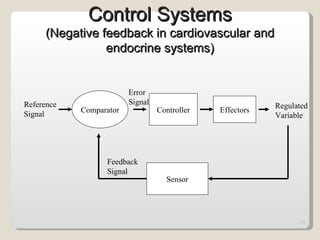 Control Systems (Negative feedback in cardiovascular and endocrine systems) Reference  Signal Comparator Controller Effectors Regulated Variable Sensor Feedback Signal Error  Signal 