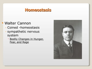 Homeostasis   Walter Cannon Coined -homeostasis sympathetic nervous system Bodily Changes in Hunger, Fear, and Rage 