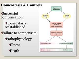 Homeostasis & Controls Successful compensation Homeostasis reestablished Failure to compensate Pathophysiology  Illness Death 