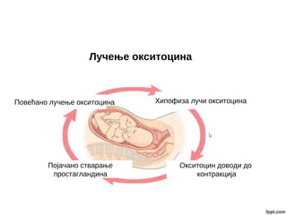 Лучење окситоцина
Окситоцин доводи до
контракција
Повећано лучење окситоцина Хипофиза лучи окситоцина
Појачано стварање
простагландина
 
