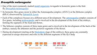 Homeotic genes | PPTX
