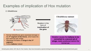 Homeotic genes | PPTX | Genetics | Science