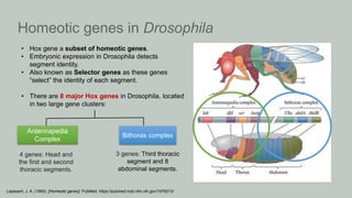 Homeotic genes | PPT