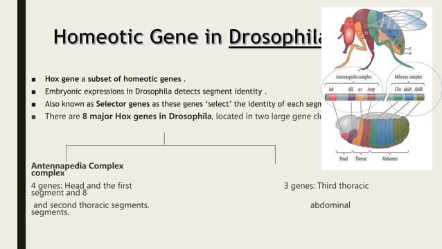 Homeogenic HOMEOTIC GENES.pptx
