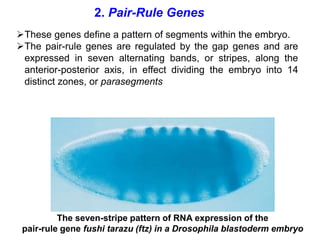 Homeotic Genes and their functions in Drosophila.pptx
