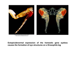 Homeotic Genes and their functions in Drosophila.pptx