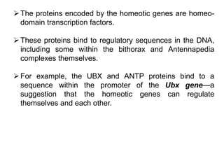 Homeotic Genes and their functions in Drosophila.pptx | Home ...