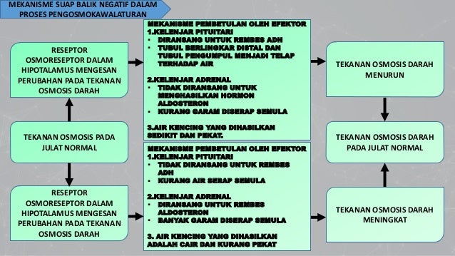 Homeostasis dalam manusia