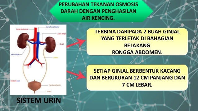 Homeostasis dalam manusia