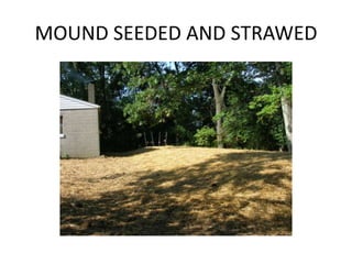 MOUND SEEDED AND STRAWED