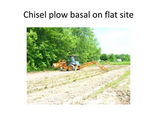 Chisel plow basal on flat site