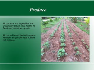 Produce
All our fruits and vegetables are
Organically grown. That means no
Pesticide, herbicides, growth
All our soil is enriched with organic
Fertilizer so you will have nutrient
rich produce.
 