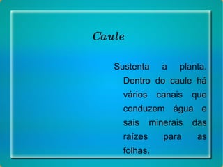 Caule Sustenta a planta. Dentro do caule há vários canais que conduzem água e sais minerais das raízes para as folhas. 