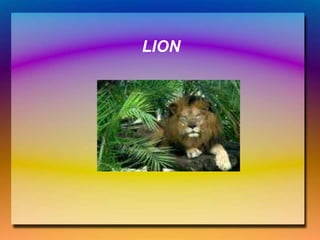 LION
 
