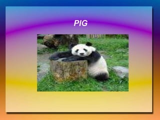 PIG
 