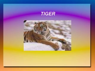 TIGER
 