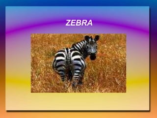ZEBRA
 