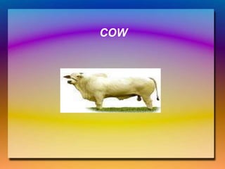 COW
 