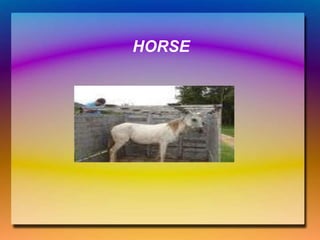 HORSE
 