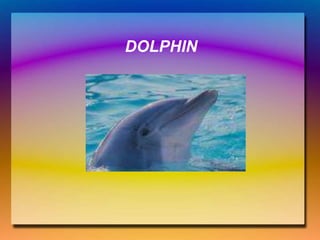 DOLPHIN
 