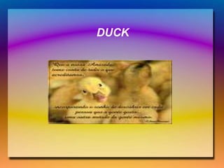 DUCK
 