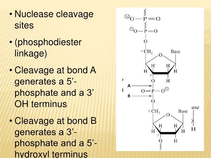 /Home/rccuser/nuclease syuva