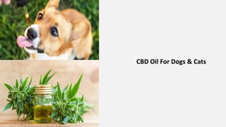 CBD Oil For Dogs & Cats
 