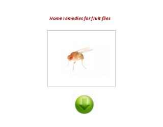 Home remedies for fruit flies
 
