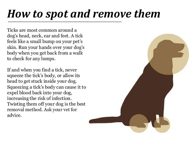 best home remedy for ticks on dogs