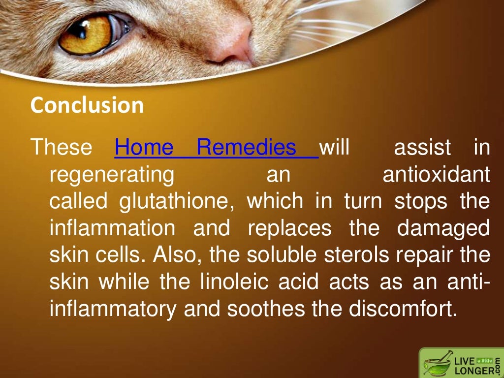 Olive Oil For Cats Ears Cat Meme Stock Pictures And Photos