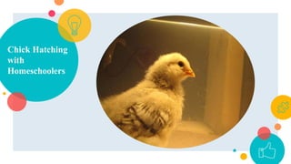 Chick Hatching
with
Homeschoolers
 