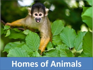 Homes of Animals
 