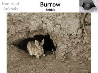 Homes of Animals | PPTX
