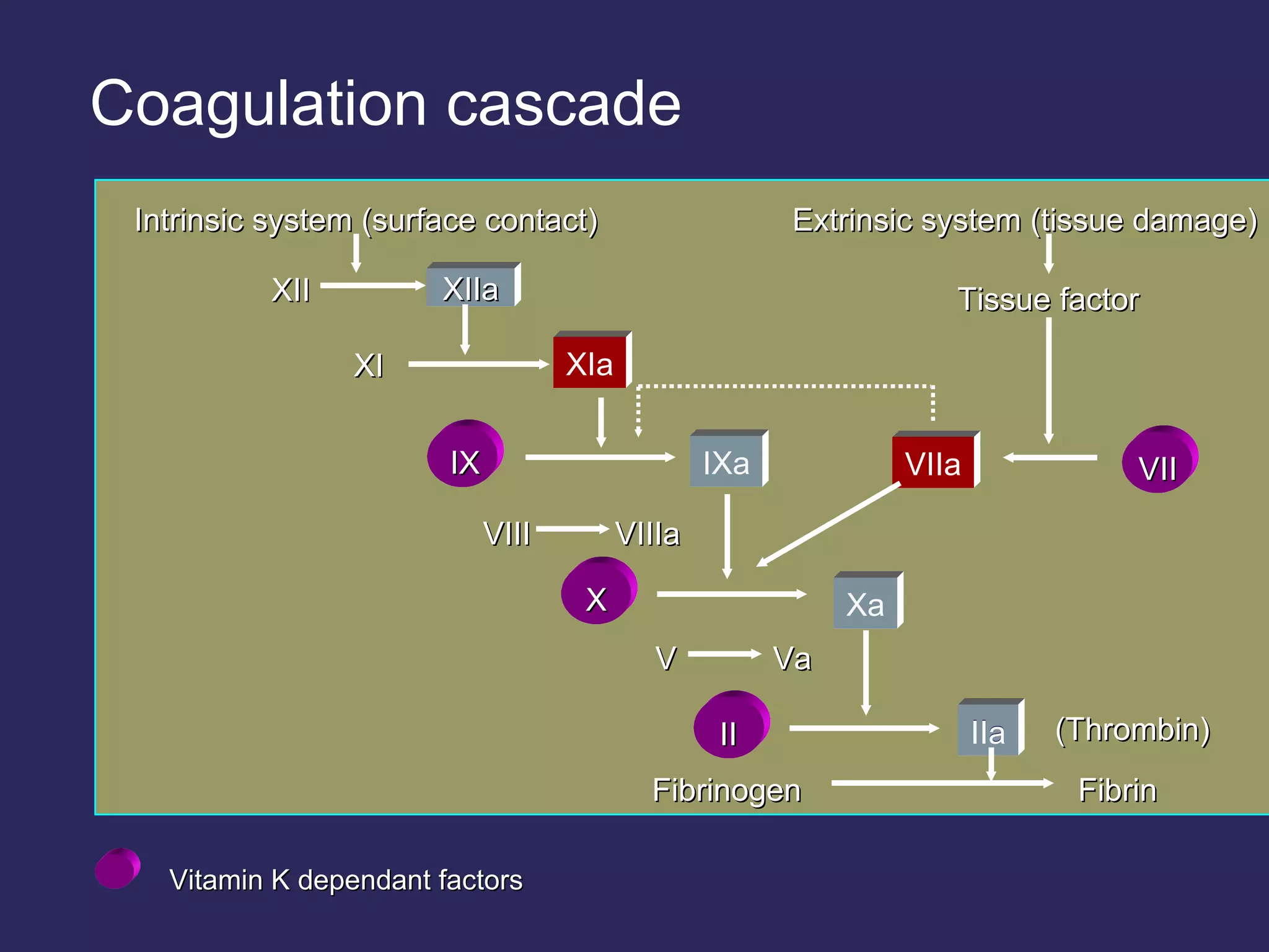 Coagulation cascade Vitamin K dependant factors XIIa IIa Intrinsic system (surface contact) XII XI XIa Tissue factor IX IXa VIIa VII VIII VIIIa Extrinsic system (tissue damage) X V Va II Fibrinogen Fibrin (Thrombin) IIa Xa 