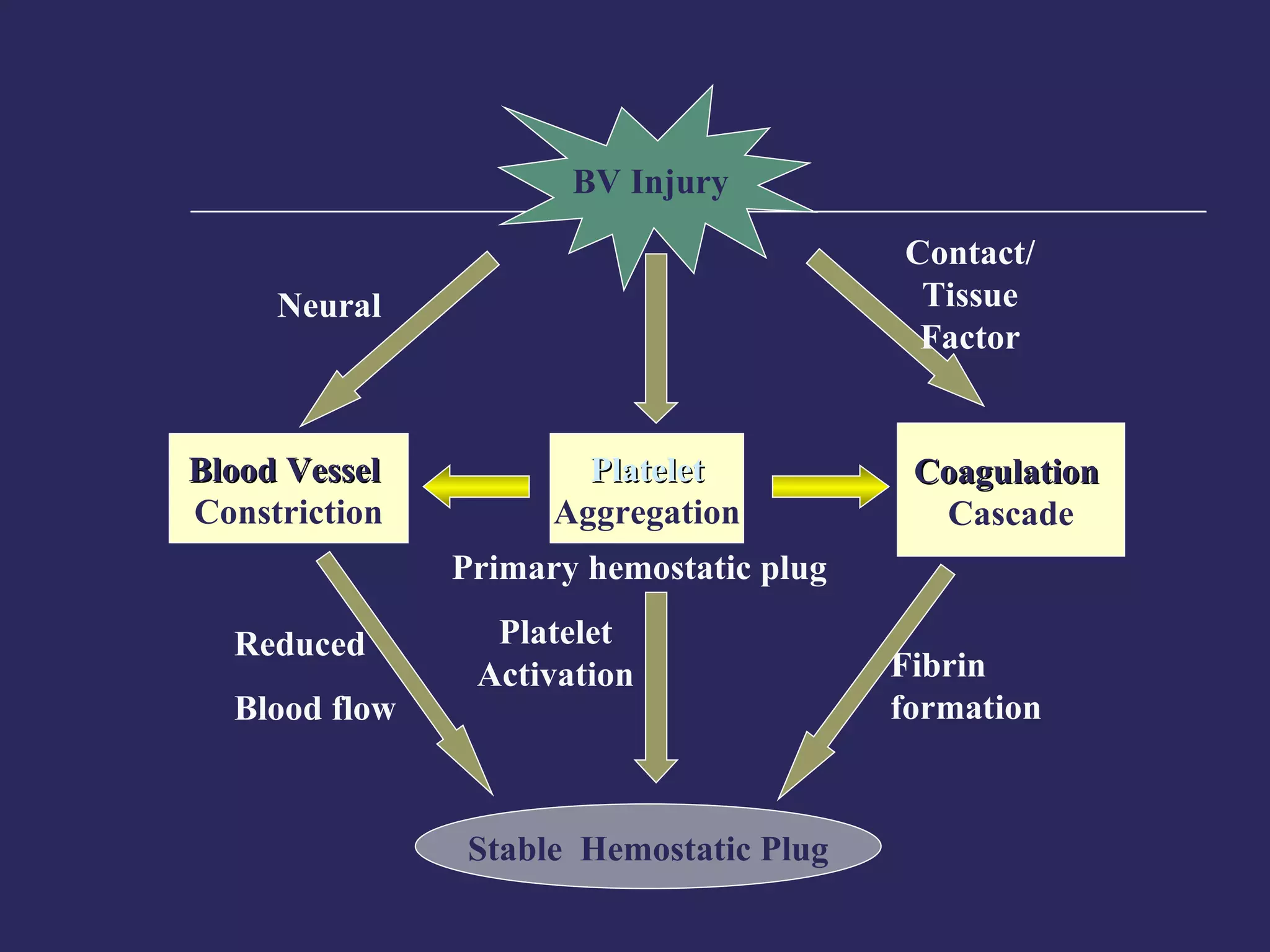 BV Injury Platelet Aggregation Platelet Activation Blood Vessel   Constriction Coagulation   Cascade Stable  Hemostatic Plug Fibrin formation Reduced Blood flow Contact/ Tissue Factor Primary hemostatic plug Neural 