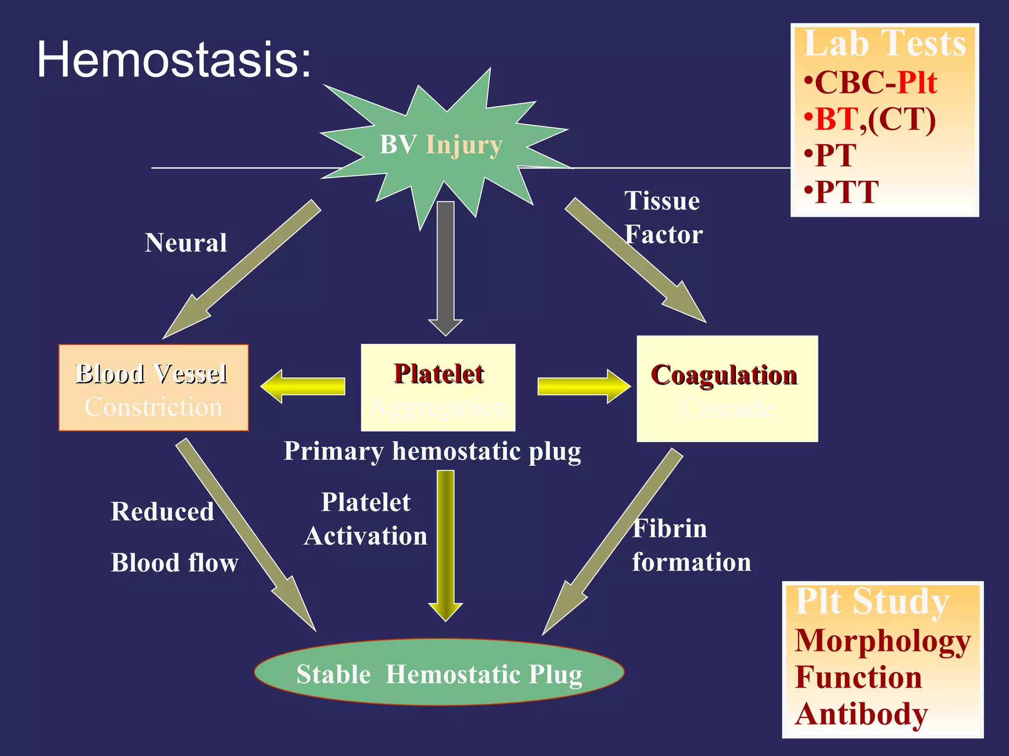 Hemostasis: Lab Tests CBC- Plt BT ,(CT) PT PTT Plt Study Morphology Function Antibody BV  Injury Platelet Aggregation Platelet Activation Blood Vessel   Constriction Coagulation   Cascade Stable  Hemostatic Plug Fibrin formation Reduced Blood flow Tissue Factor Primary hemostatic plug Neural 