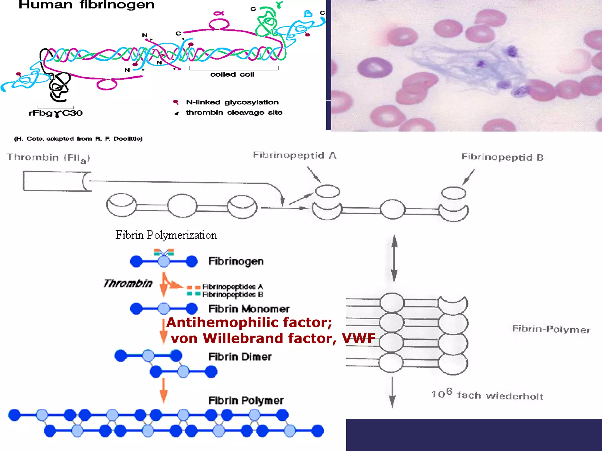 Antihemophilic factor; von Willebrand factor, VWF 