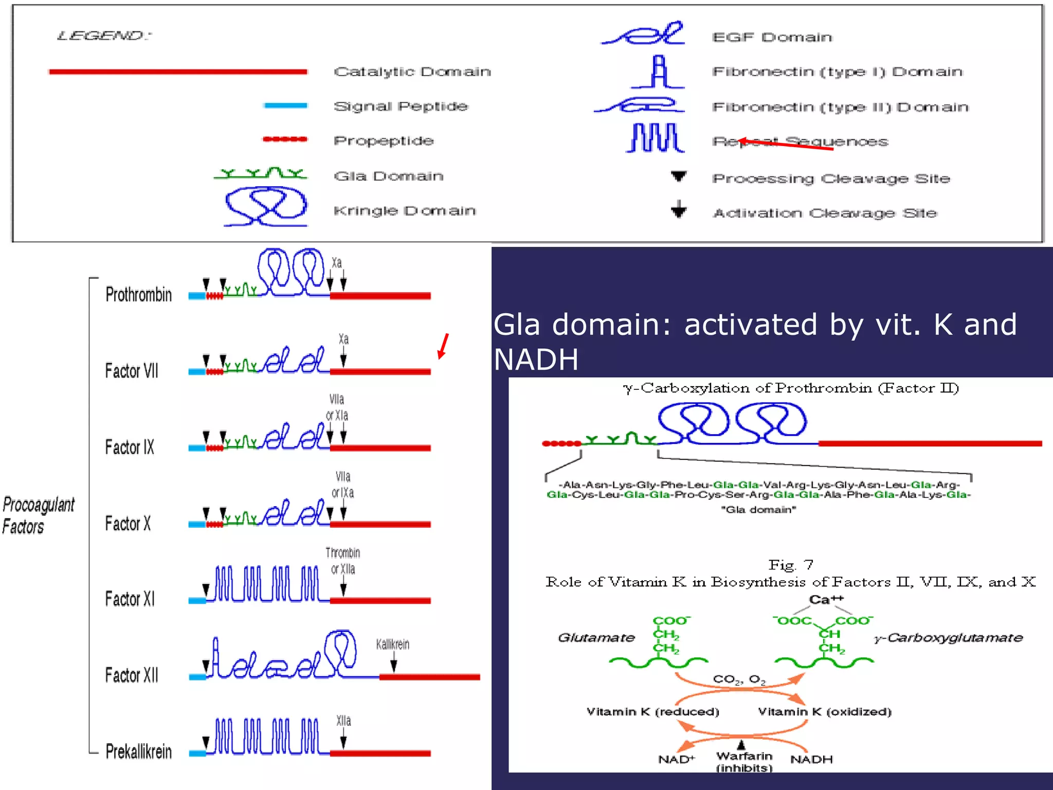 Gla domain: activated by vit. K and NADH 