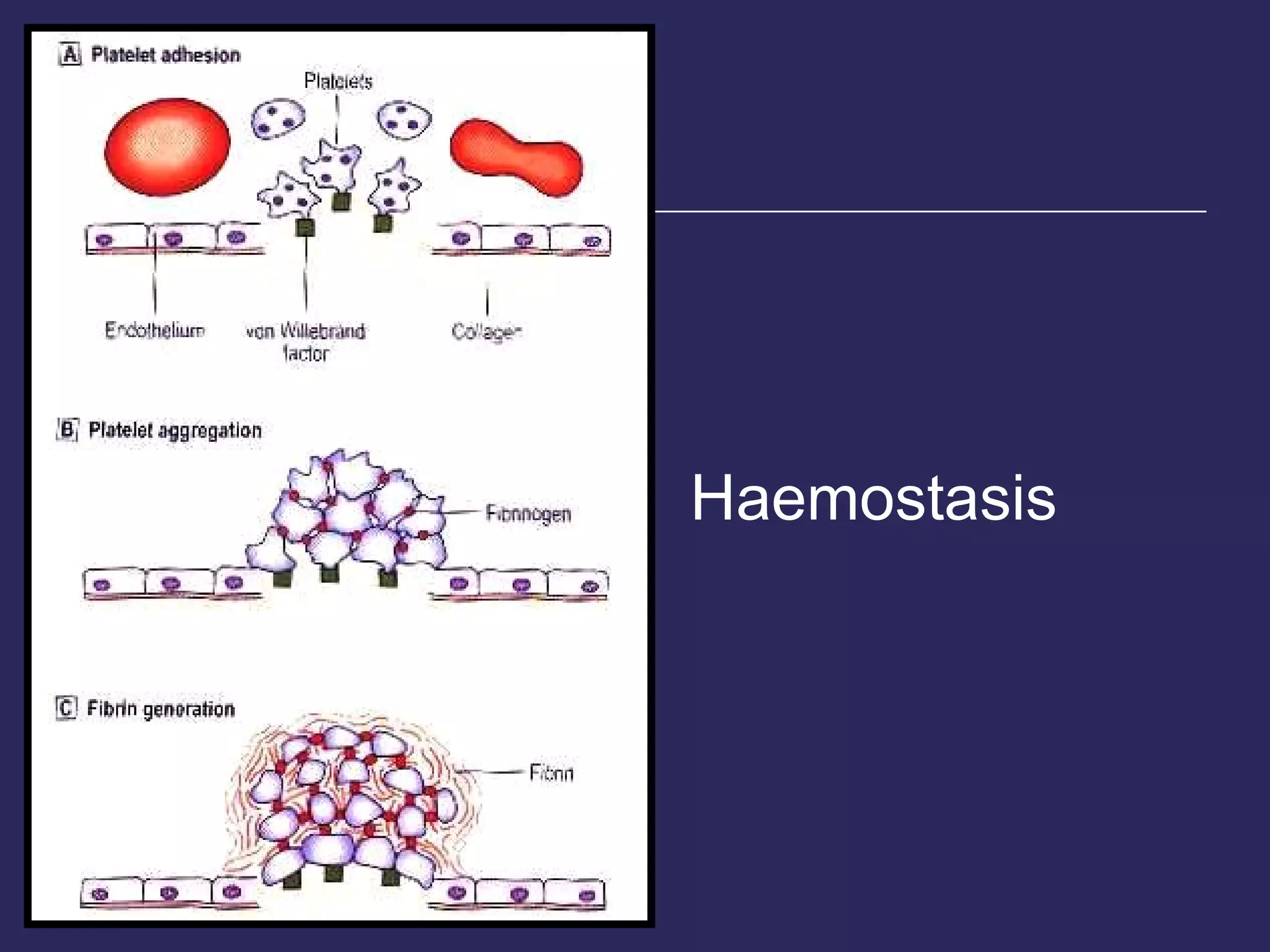Haemostasis 