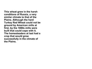 This wheat grew in the harsh conditions of Russia, a very similar climate to that of the Plains. Although the hard Turkey Red Wheat could not be ground by American mills at first, by the 1880s mills were built that could cope with it. The homesteaders at last had a crop that would grow successfully in the climate of the Plains. 