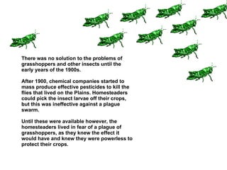 There was no solution to the problems of grasshoppers and other insects until the early years of the 1900s.  After 1900, chemical companies started to mass produce effective pesticides to kill the flies that lived on the Plains. Homesteaders could pick the insect larvae off their crops, but this was ineffective against a plague swarm. Until these were available however, the homesteaders lived in fear of a plague of grasshoppers, as they knew the effect it would have and knew they were powerless to protect their crops. DDT was not developed as a pesticide until the 1930s Health risks led to it being banned in the 1970s 