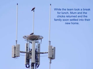 While the team took a break for lunch, Mum and the chicks returned and the family soon settled into their new home. 