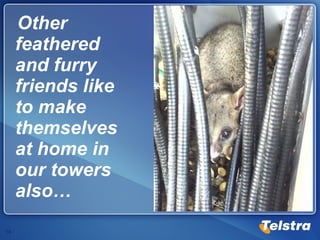 Other feathered and furry friends like to make themselves at home in our towers also… 