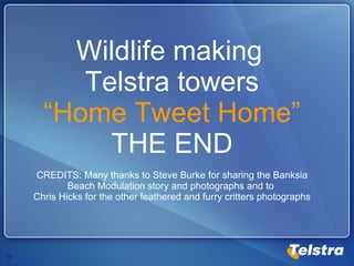 Wildlife making  Telstra towers “Home Tweet Home” THE END CREDITS: Many thanks to Steve Burke for sharing the Banksia Beach Modulation story and photographs and to  Chris Hicks for the other feathered and furry critters photographs 