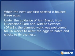 When the nest was first spotted it housed three eggs.  Under the guidance of Ann Biasol, from Queensland Park and Wildlife Services (QPWS), the planned work was postponed for 16 weeks to allow the eggs to hatch and chicks to fly the nest. 